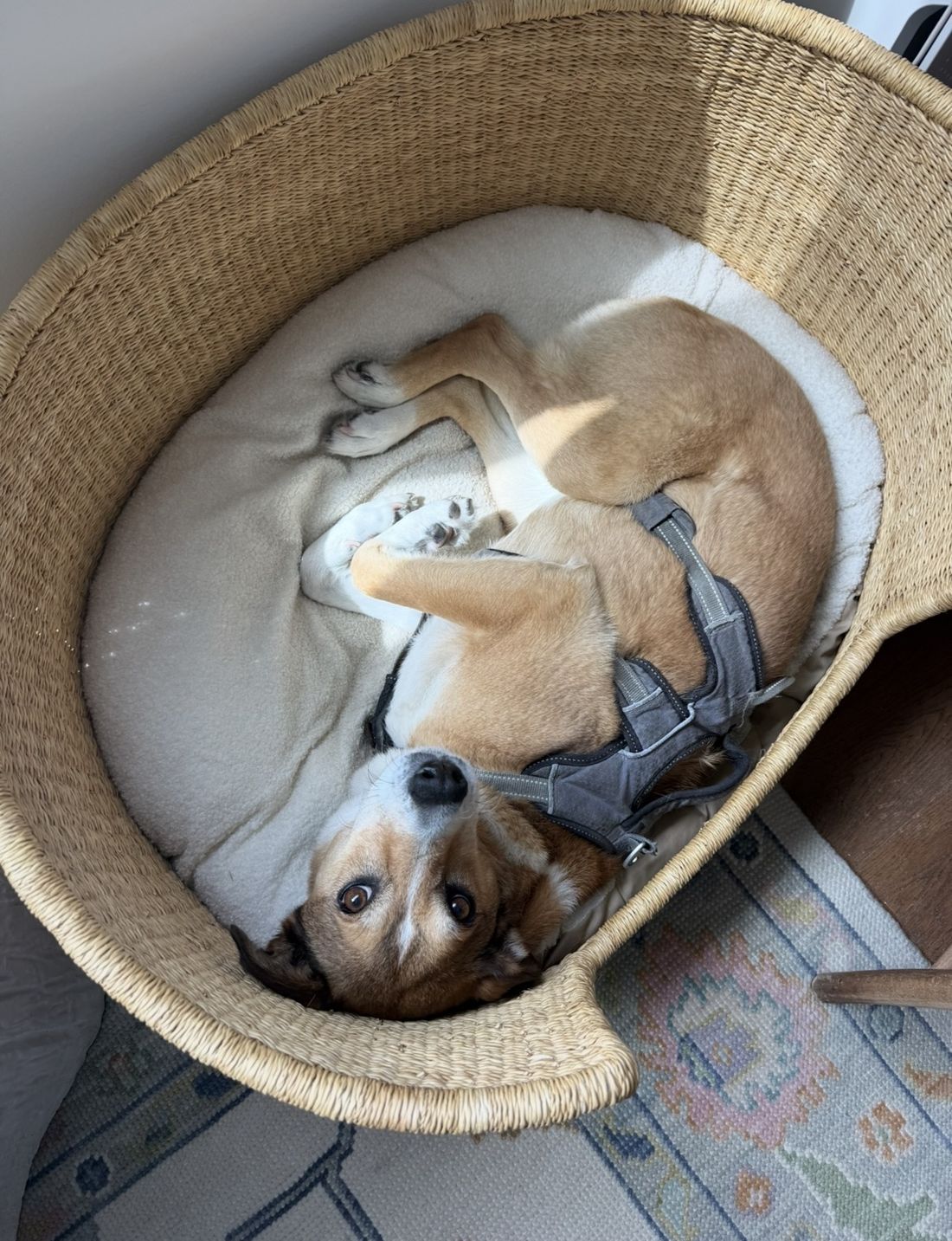 Honey in a basket