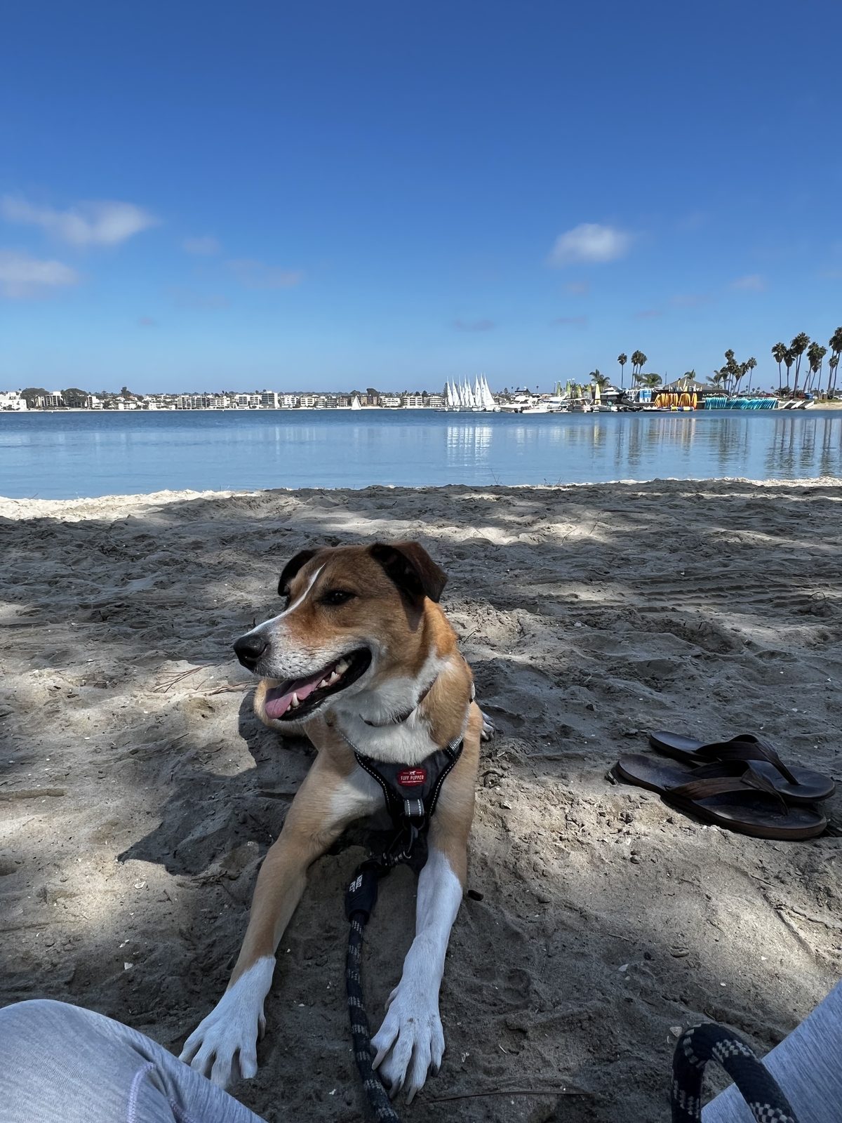 Honey relaxing on the sand