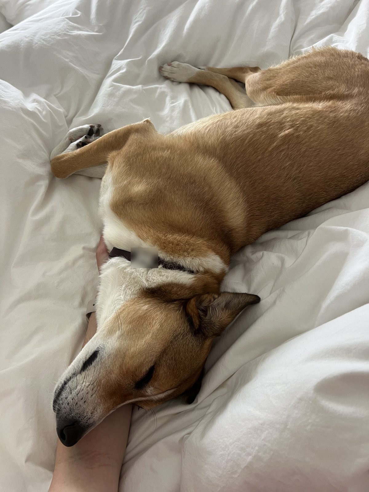 Honey stretched out on the bed