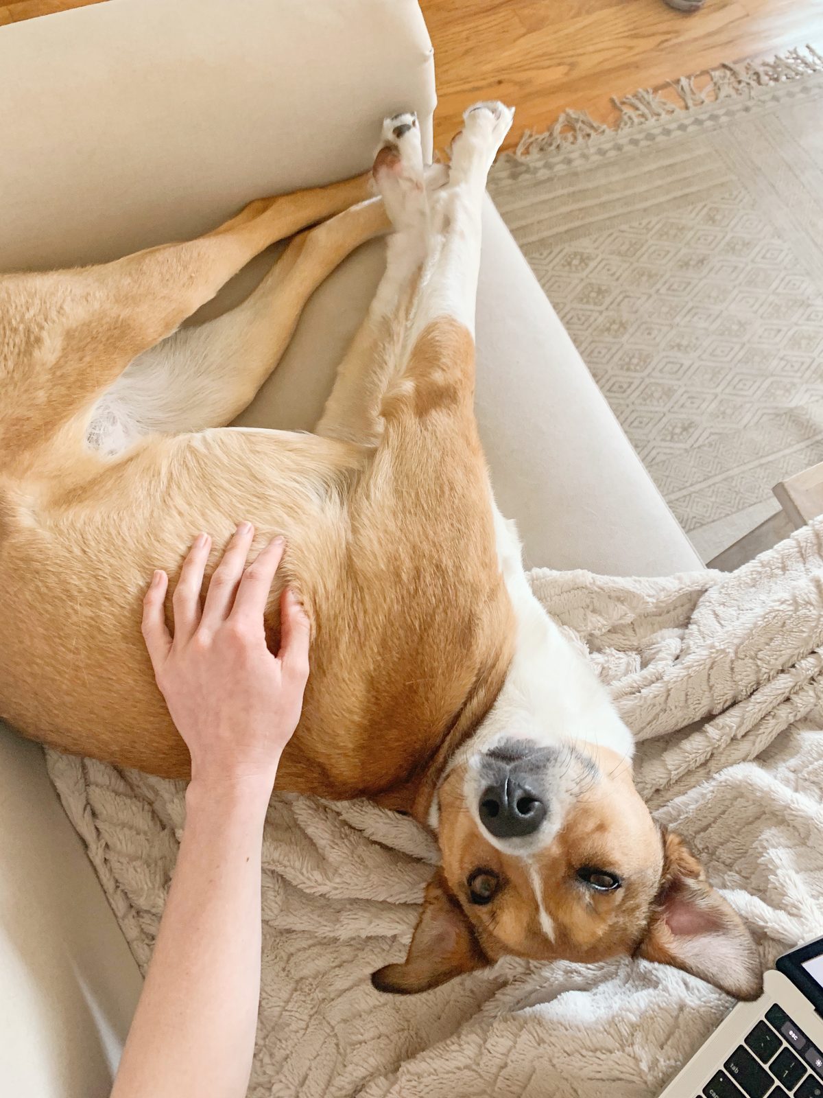 Honey upside down asking for belly rubs