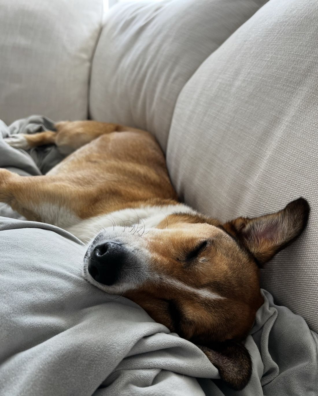 Honey asleep