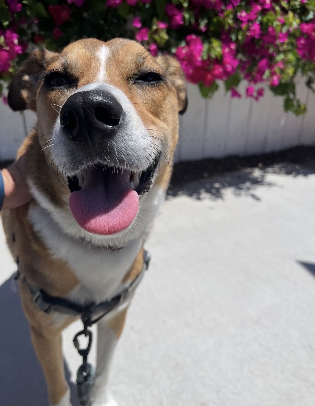 Honey smiling at the camera