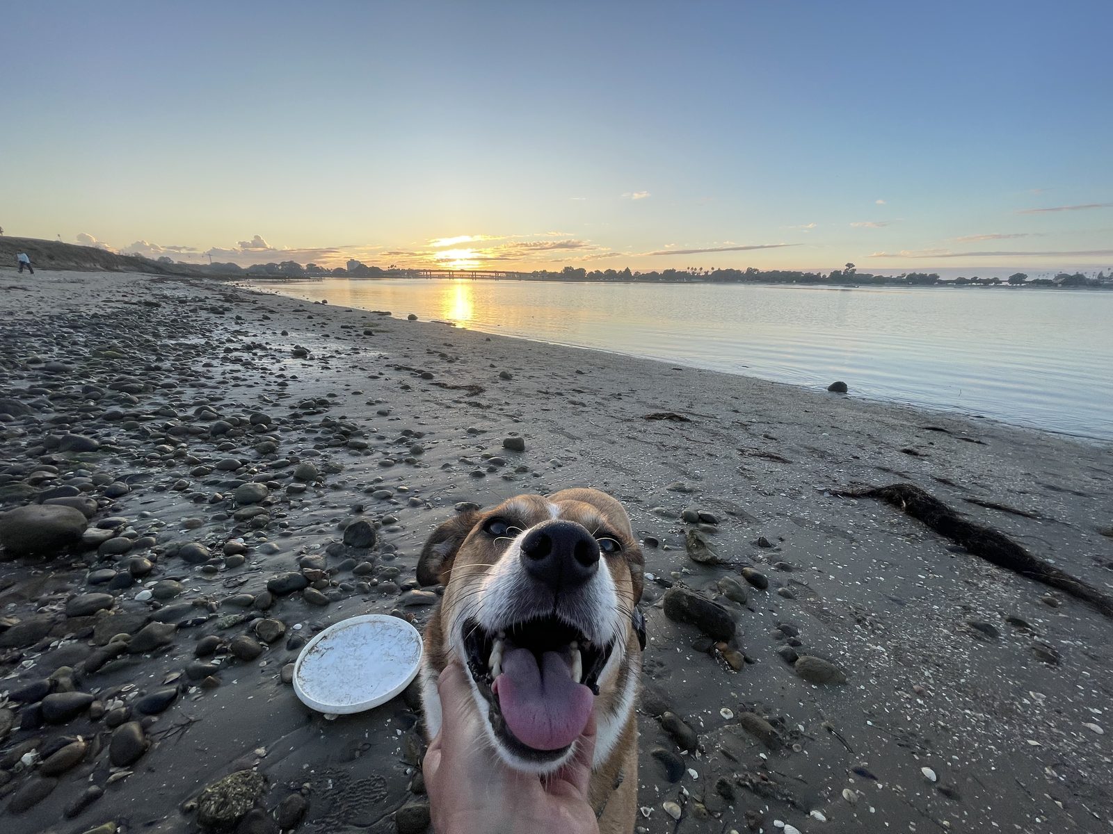 Honey grinning at sunset, frisbee nearby
