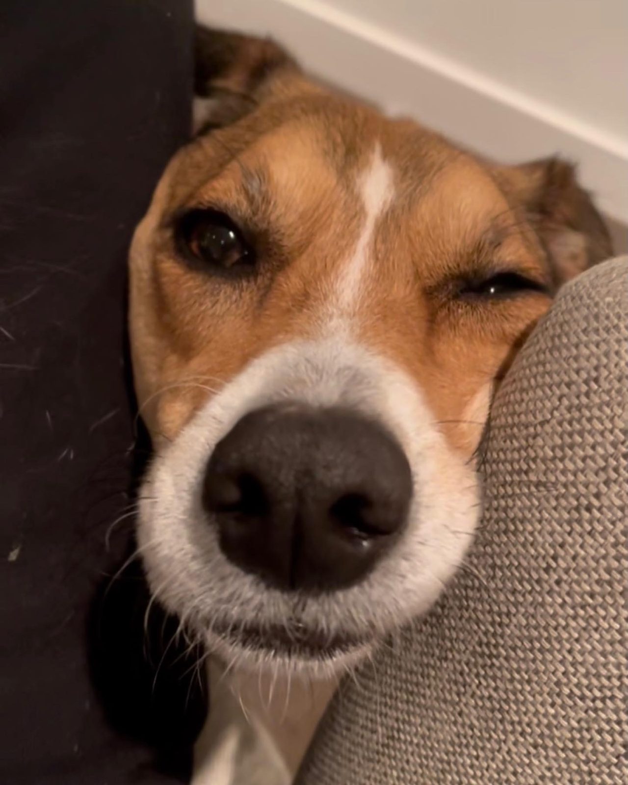Honey mid-wink